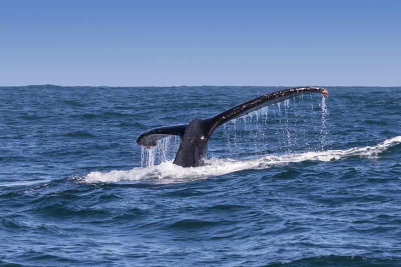Whale And Winelands Tour Package