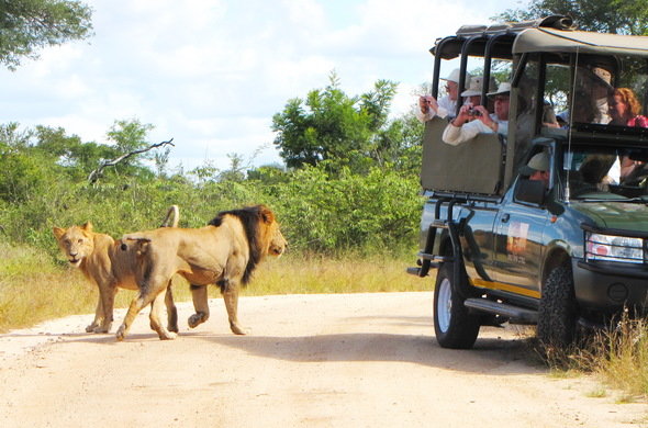 Kruger National Park Guided Drives Package