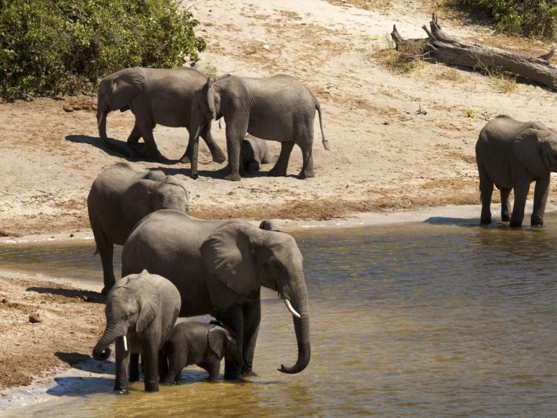 Chobe Day Trip From Victoria Falls Or Livingstone Package