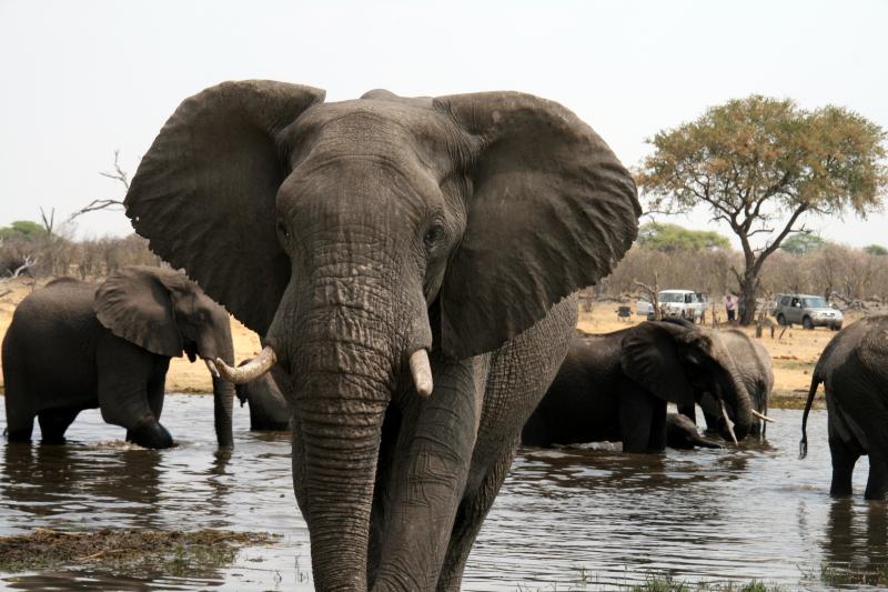 Victoria Falls To Chobe National Park Package