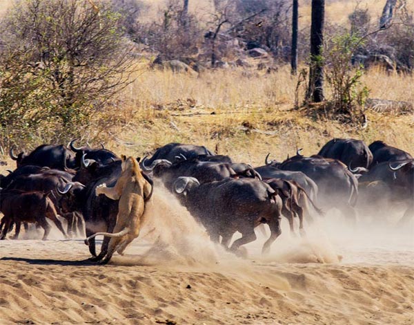 Southern Tanzania Safari Package Tour