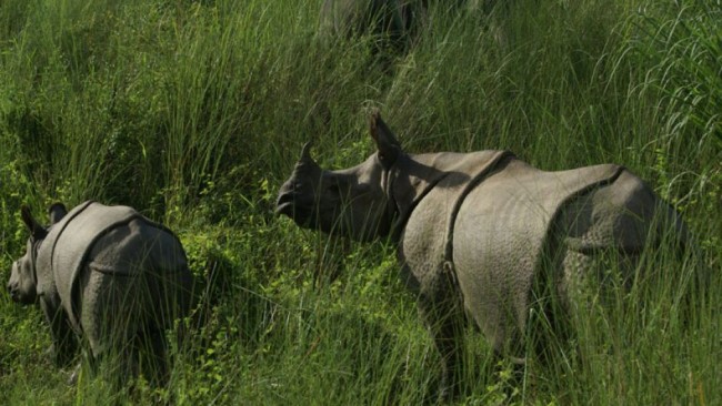 Chitwan Package Tour Package