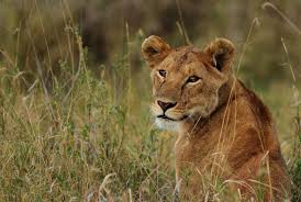 Adventure Safari/ 12 Days Safari-Lake Manyara/Natron/Ngorongoro & Tarangire