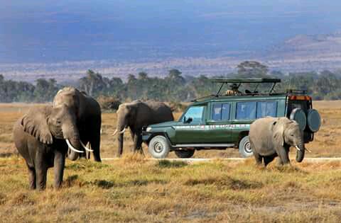 7 Days Kenya Budget Camping Tour In Masai Mara, Amboseli And Lake Nakuru , Lake Naivasha National Pa