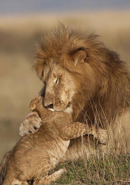 7 Days Kenya Budget Camping Tour In Masai Mara, Amboseli And Lake Nakuru , Lake Naivasha National Pa