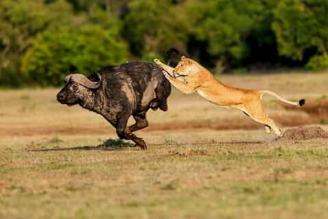 6 Days Lodge Safari Masai Mara-Lake Naivasha-Lake Nakuru-Amboseli Tour