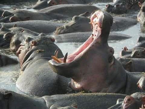 6 Days Lodge Safari Masai Mara-Lake Naivasha-Lake Nakuru-Amboseli Tour