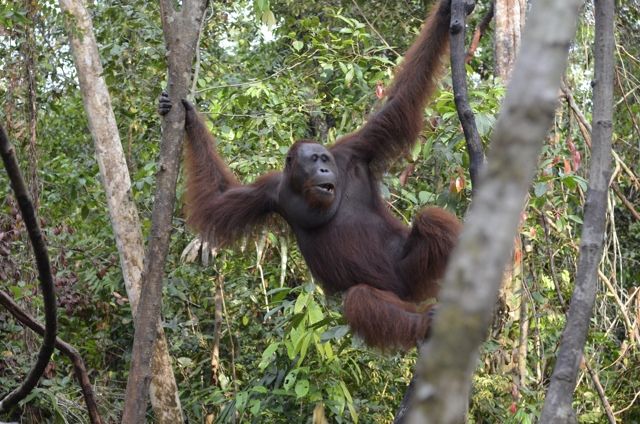 Orangutan Explores Borneo Tour Package