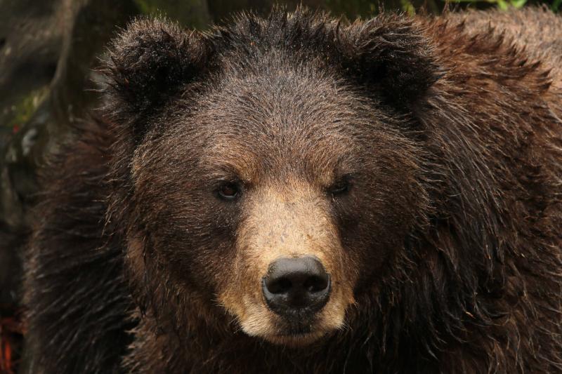 Sitka Premium Scenic Tour: Raptor Center, Fortress of the Bears, and Totem Village Package Image