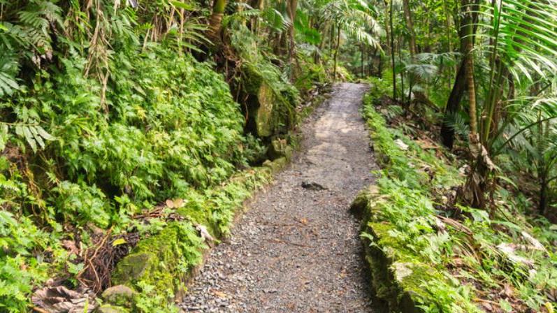 Private Guided La Mina Hike In El Yunque Rainforest