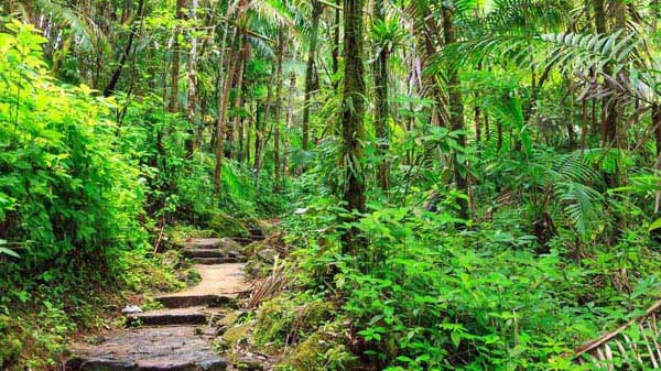 El Yunque Rainforest Hike With A Naturalist Guide
