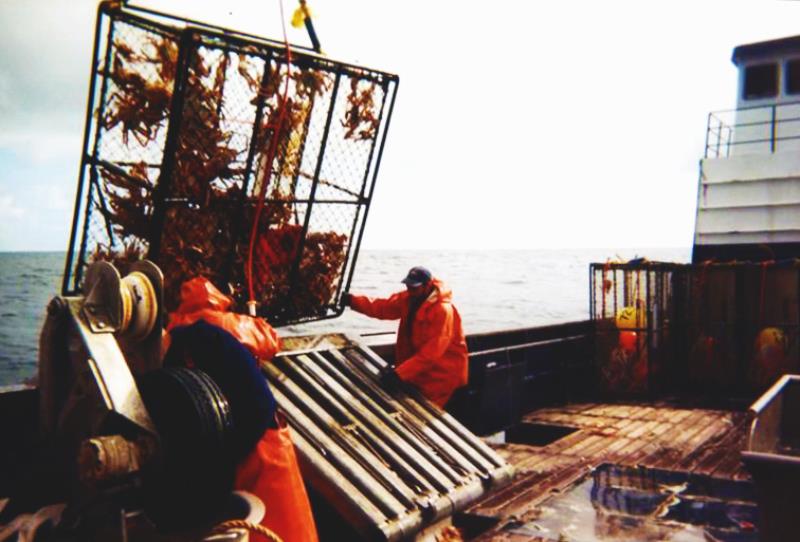 See Sea Crab Fishermen At Work