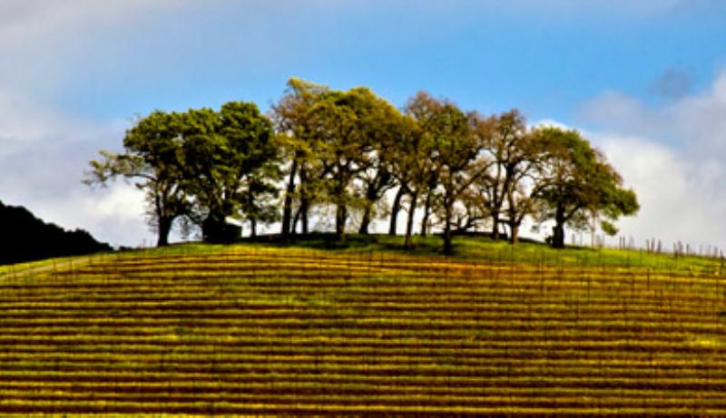 A Taste of Vintage Wine Tour Image