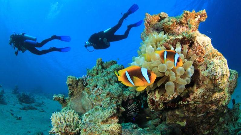 Scuba Two Tank Dive Tour Image