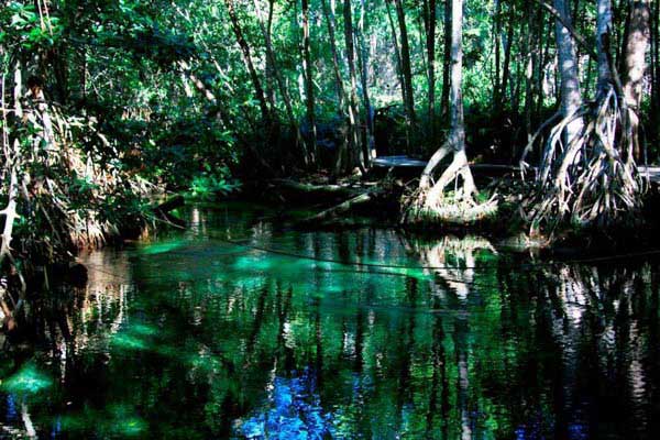 Kayak Or Paddle Bike Antigua's Mangroves