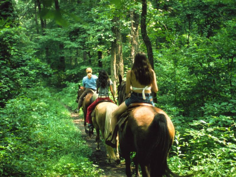 Private Jungle Horseback Adventure