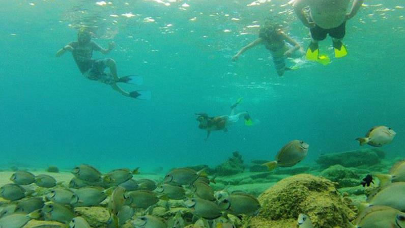 Bonaire Glass Bottom Kayak Through The Mangroves Tour