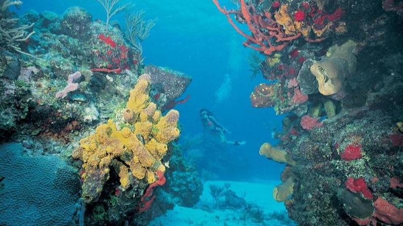 1-tank Dive for Certified Divers Tour Image