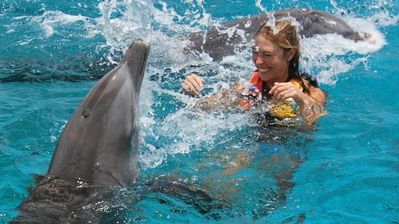 Swim With The Dolphins-the Swim Adventure