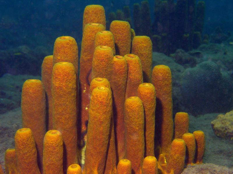 Champagne Snorkel Adventure Image