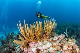 Discover Scuba In Harvest Caye