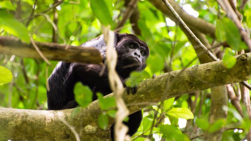 Wildlife Adventure On The Monkey River