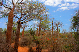 Lemurs, Baobabs & Spiny Forest Package