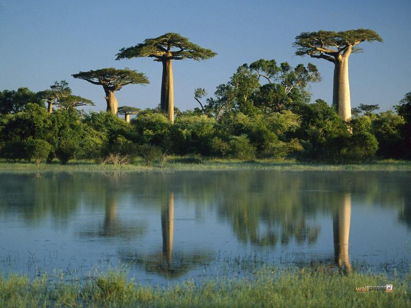 Baobabs And Lemurs Package
