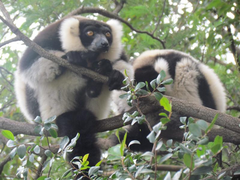 Discovering The Rainforest & Indri Indri Package