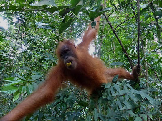 5 Days Sumatra Nature Trekking Package