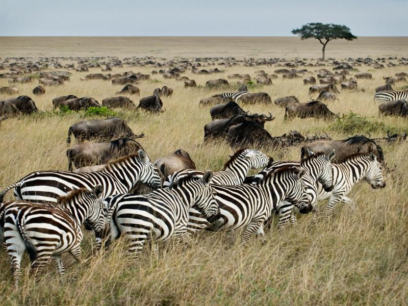 7 Days Safari Package To Masai Mara, Lake Nakuru And Amboseli Package