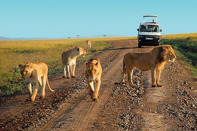 4 Days Kenya Road Safari Package To Samburu And Lake Nakuru Lodge Safari From Nairobi Package