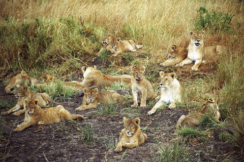 5 Days Kenya Road Safari Package To Amboseli, Lake Nakuru & Masai Mara Package