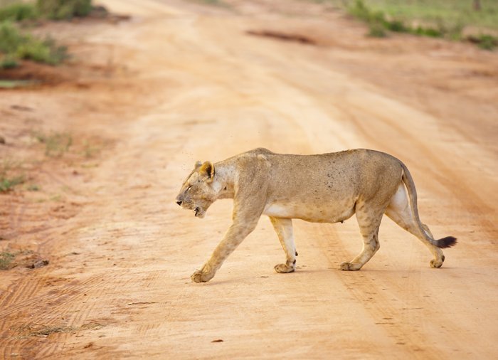 1 Day Tsavo East Safari By Road From Mombasa Package