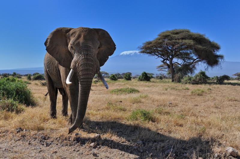 Amboseli National Park, Kenya Package