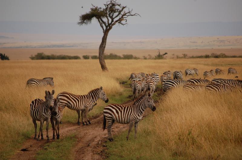 Masai Mara National Reserve, Kenya Package