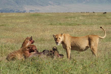 3 Days Ngorongoro Crater Safari Package