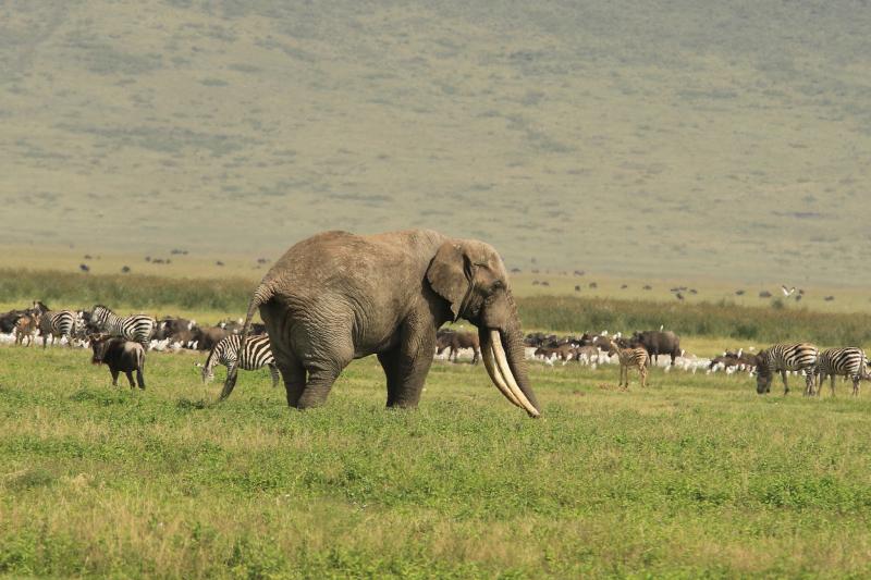 4 Days Tanzania Safari To Lake Manyara, Ngorongoro Crater And Tarangire Package