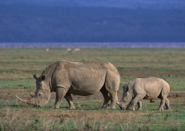 6 Days Tanzania Safari To Lake Manyara, Ngorongoro Crater, Serengeti And Tarangire Package