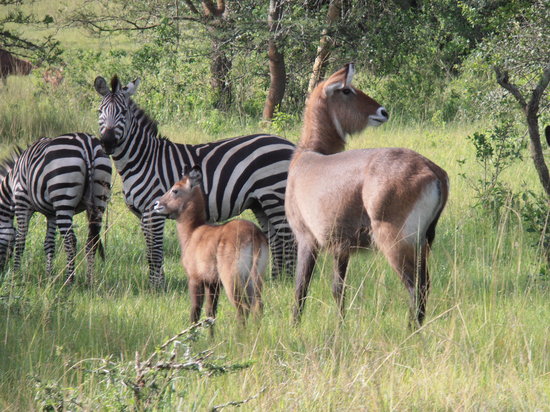 14-day Classic Discovery Tour To Uganda Package Tour