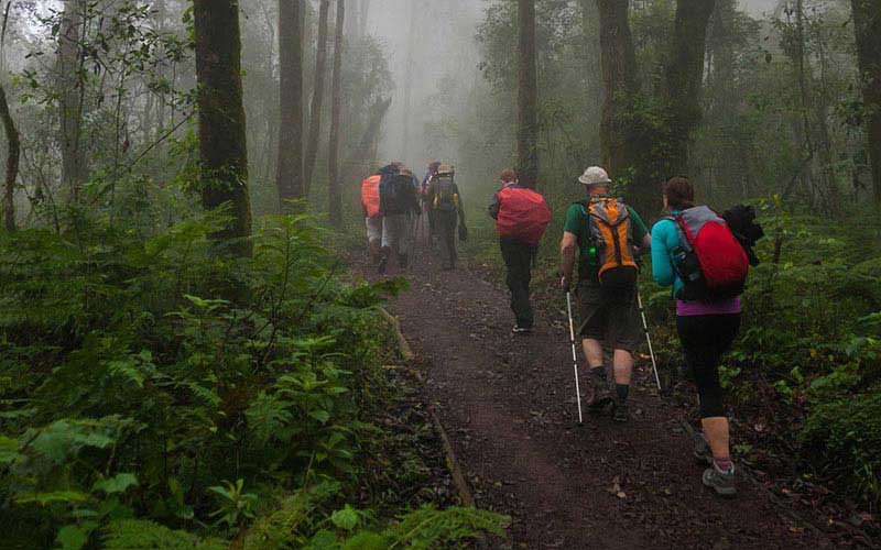 Experience Climbing Mt. Kilimanjaro Via Lemosho Route - 7 Days