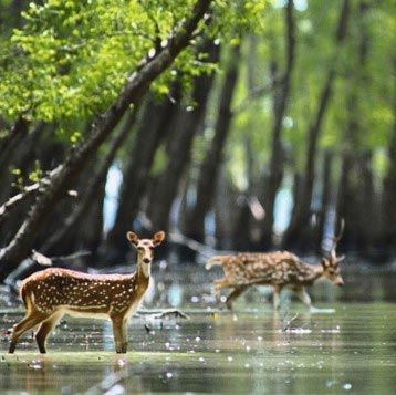 Week End Trip Of Sundarban Mangroves Tour