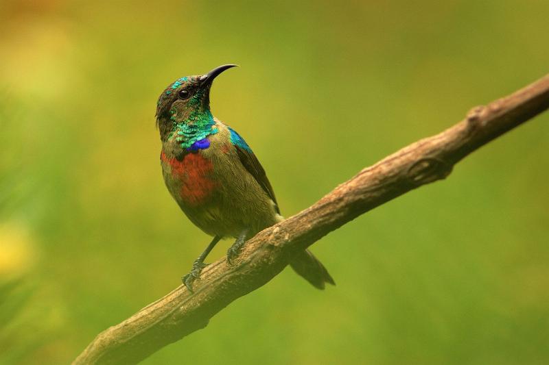Fantastic Birding Uganda Safari –Tour For Albertine Rift Endemic- Africa Best Birding Destination