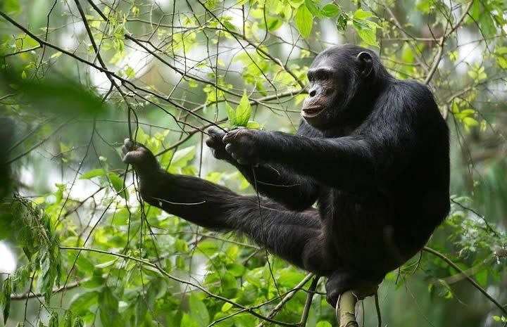 7 Days Primate Experience Chimp Tracking, Bird Watching And Monkey Viewing In Uganda Tour