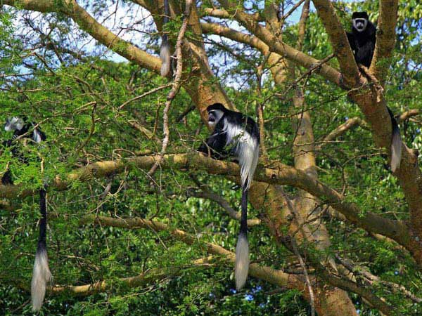 5 Days Gorilla & Chimpanzee Trekking Uganda Safari/tour