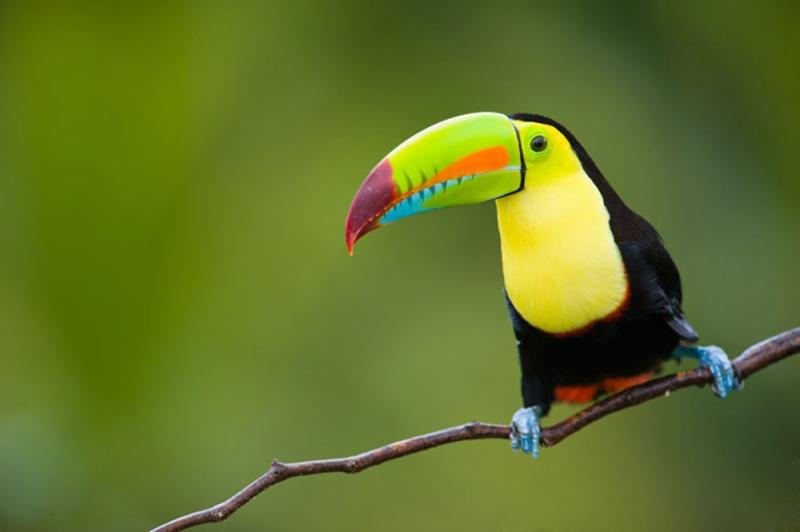 Bird Watching Tours In Belize