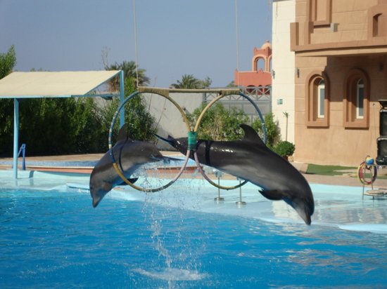 Dahab Tours To Dolphin Show