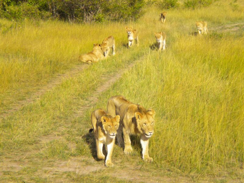 5Days Safari Tours