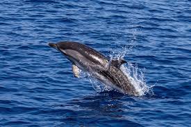 Special Interest Tours ( 3 Days/2nights )  Dolphin Watching Package