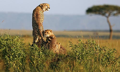 7 Days A Taste Of Kenya Safari Tour